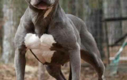 Dog breeds matchup